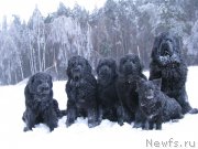 Превью фото № 140439