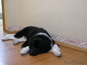 Превью фото № 140442