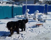 Превью фото № 140456