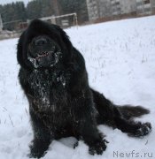 Превью фото № 140473