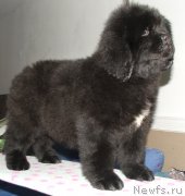 Превью фото № 140482