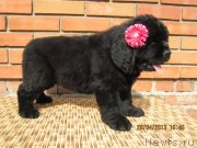 Превью фото № 140534