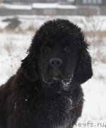 Превью фото № 140569