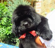 Превью фото № 140589