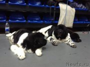 Превью фото № 140602