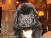 Превью фото № 140611