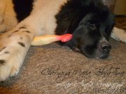 Превью фото № 140690