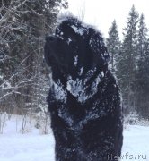 Превью фото № 140754