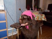 Превью фото № 140760