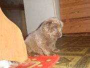 Превью фото № 140768