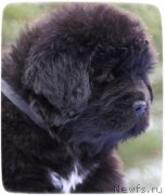 Превью фото № 140832