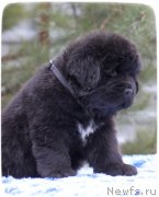 Превью фото № 140833