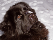 Превью фото № 140863