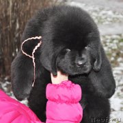 Превью фото № 140888