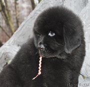 Превью фото № 140892