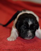 Превью фото № 140923