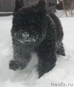 Превью фото № 140973