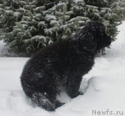 Превью фото № 140976