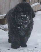 Превью фото № 140979