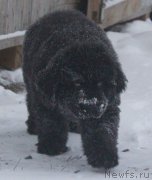 Превью фото № 140980