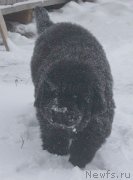 Превью фото № 140981