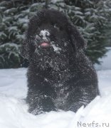 Превью фото № 140989