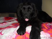 Превью фото № 141002