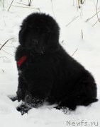 Превью фото № 141008