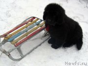 Превью фото № 141009