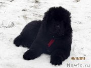 Превью фото № 141010