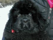 Превью фото № 141026