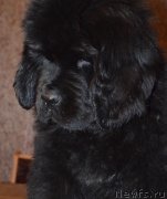 Превью фото № 141027