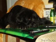 Превью фото № 141104