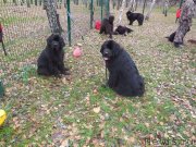 Превью фото № 141121