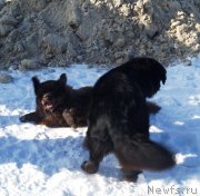 Превью фото № 141140