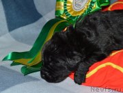 Превью фото № 141170