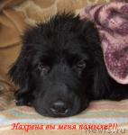 Превью фото № 14118