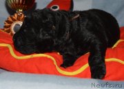 Превью фото № 141206