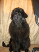 Превью фото № 141239