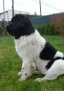 Превью фото № 141285