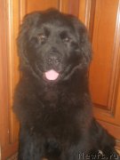 Превью фото № 141309