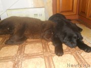 Превью фото № 141310