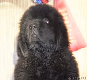 Превью фото № 141315