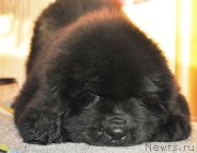 Превью фото № 141316