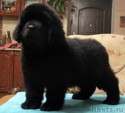 Превью фото № 141321