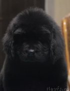 Превью фото № 141324