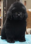 Превью фото № 141326