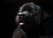 Превью фото № 141335