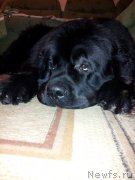 Превью фото № 141339