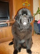 Превью фото № 141343